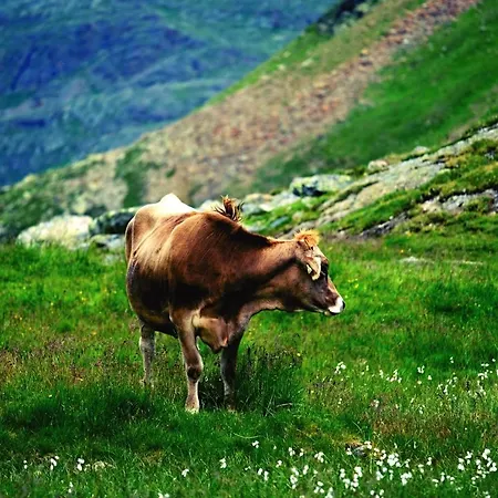 ... Mein Romantisches Toalstock 4*